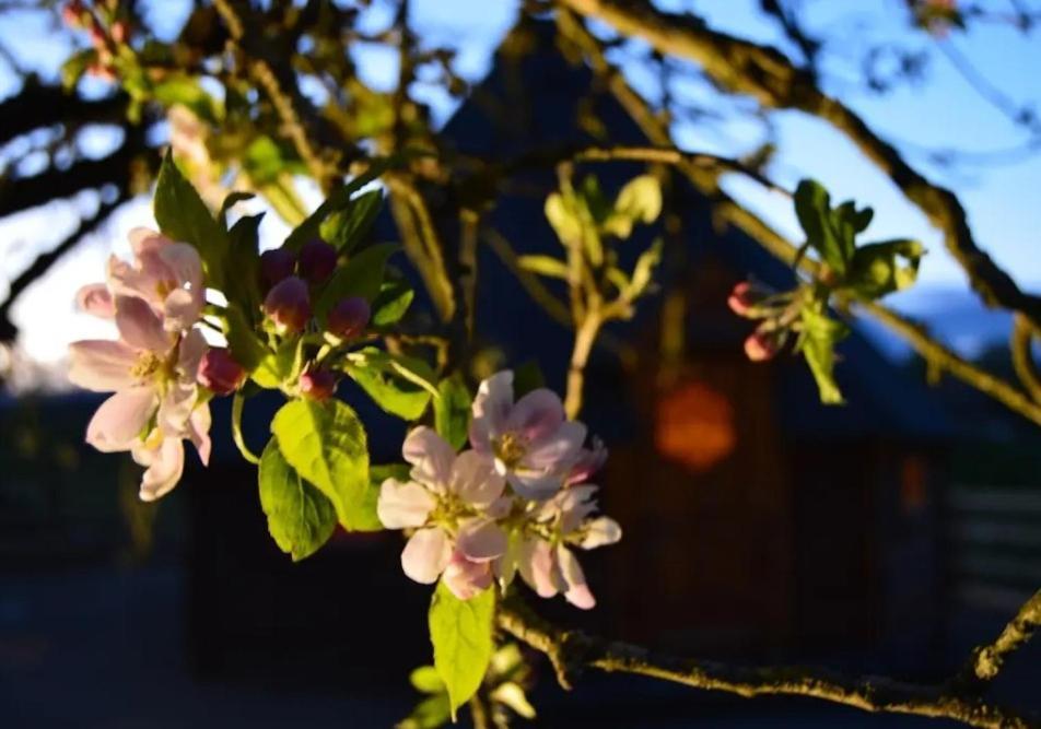Apple Blossom Glamping Kilkenny Exterior photo